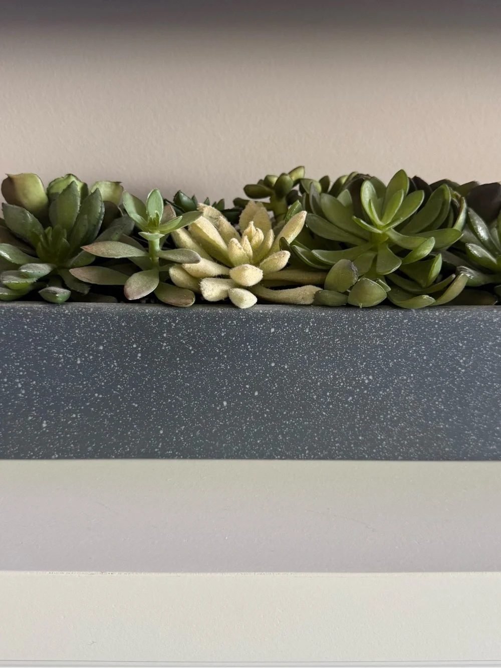 Crate and Barrel Potted Faux Succulent Arrangement in Matte Black Planter Box